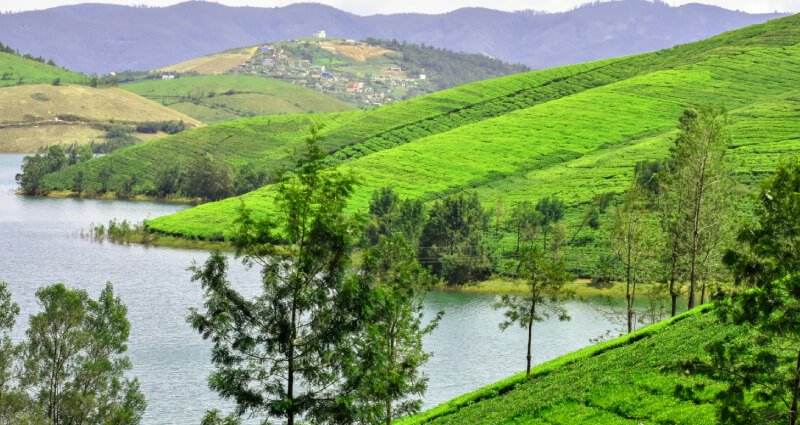 Come Live At The Best Nature Resort In Ooty,The643